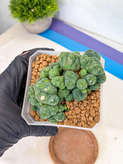 Mammillaria bocasana 'Fred' (rr) | Rare Plants