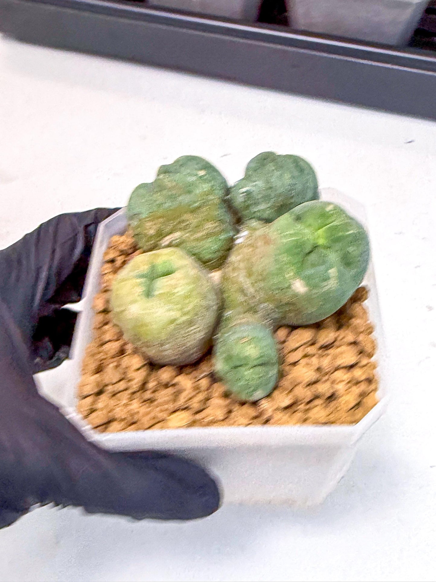 Mammillaria bocasana 'Fred' (yy) | Rare Plants