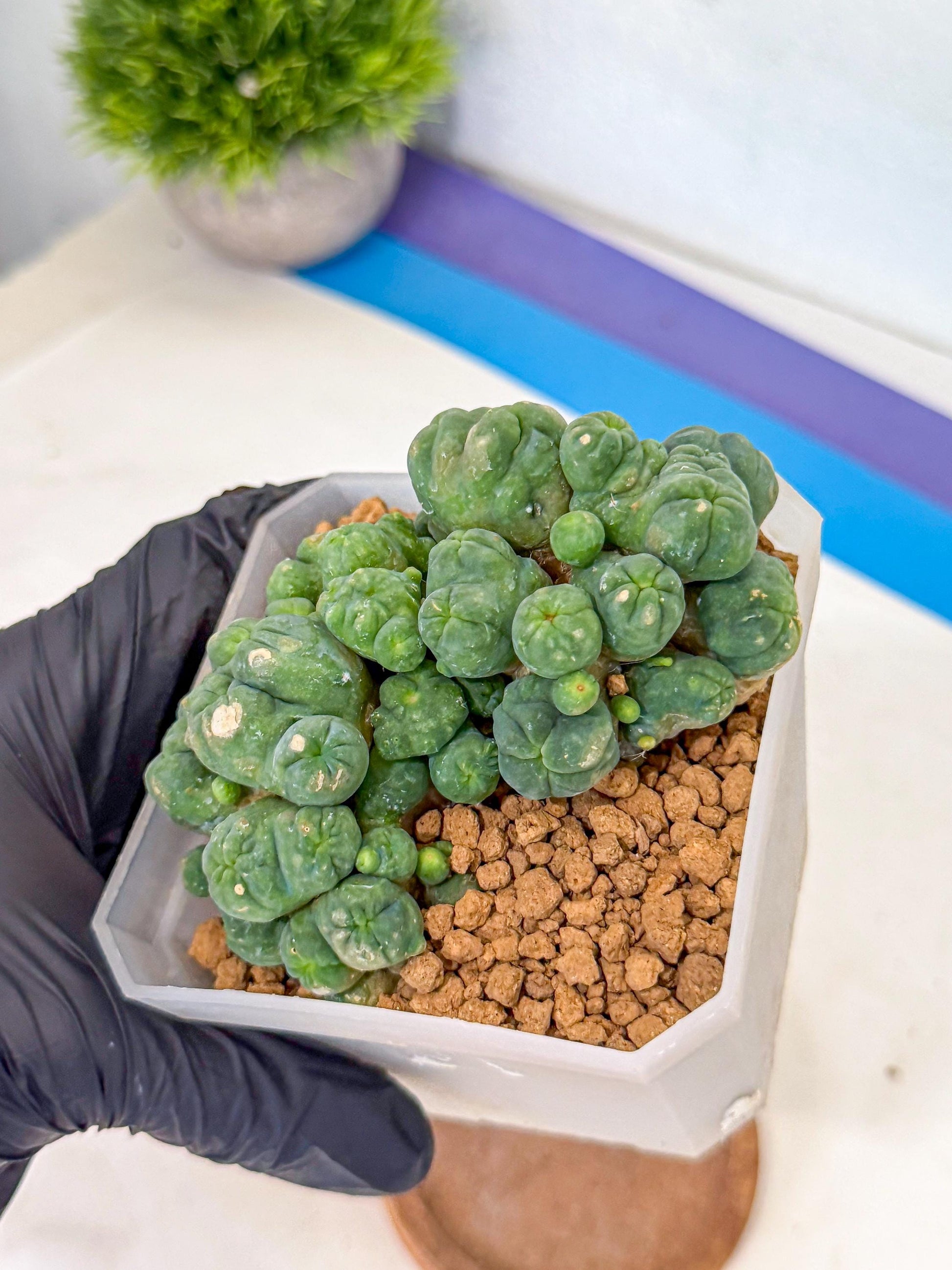 Mammillaria bocasana 'Fred' (rr) | Rare Plants