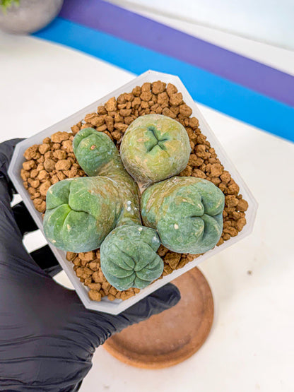 Mammillaria bocasana 'Fred' (yy) | Rare Plants