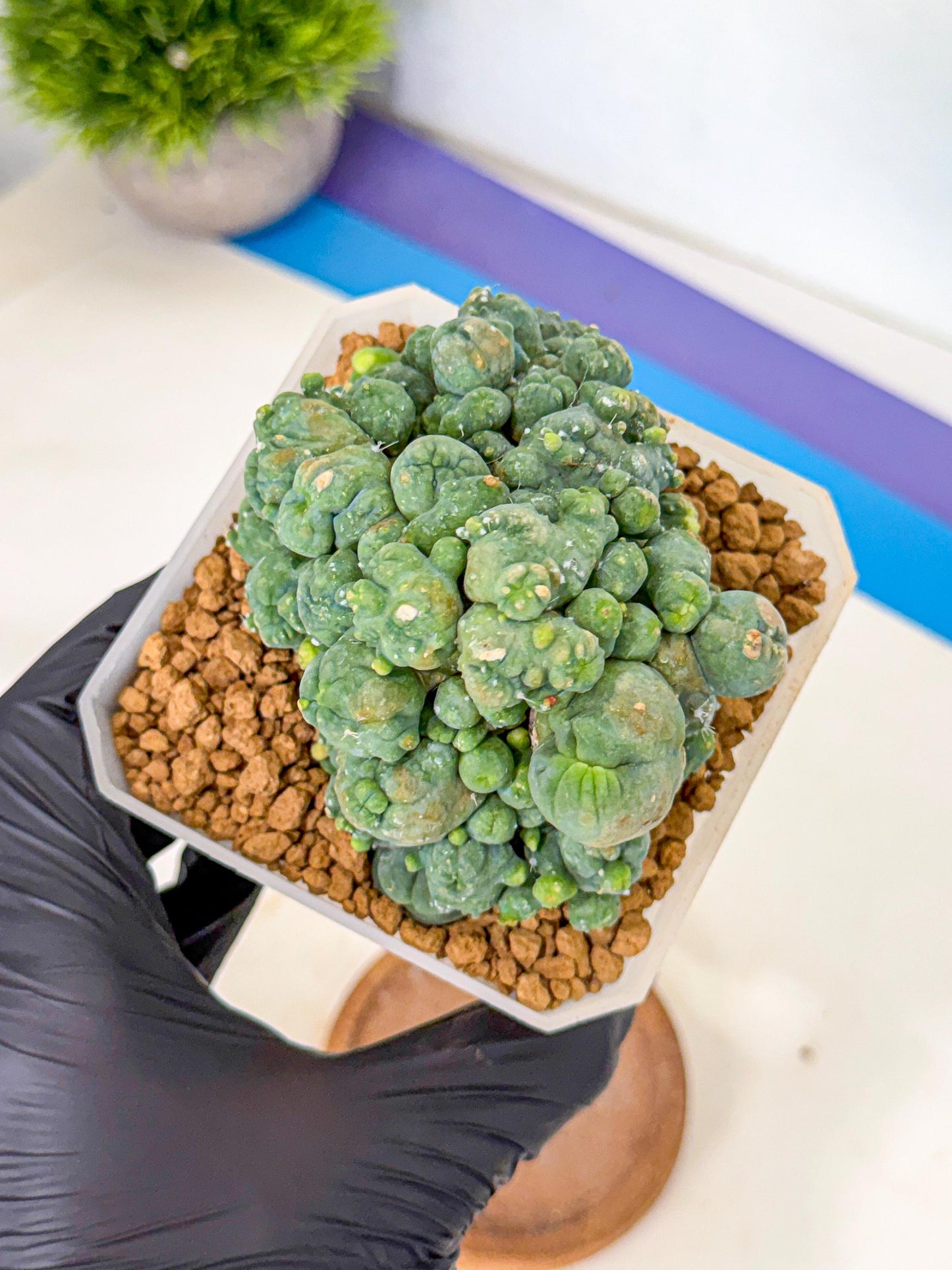 Mammillaria bocasana 'Fred' (pp) | Rare Plants