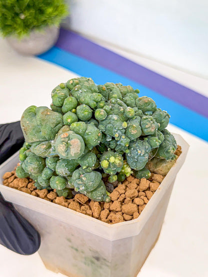 Mammillaria bocasana 'Fred' (pp) | Rare Plants