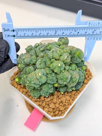 Mammillaria bocasana 'Fred' (pp) | Rare Plants