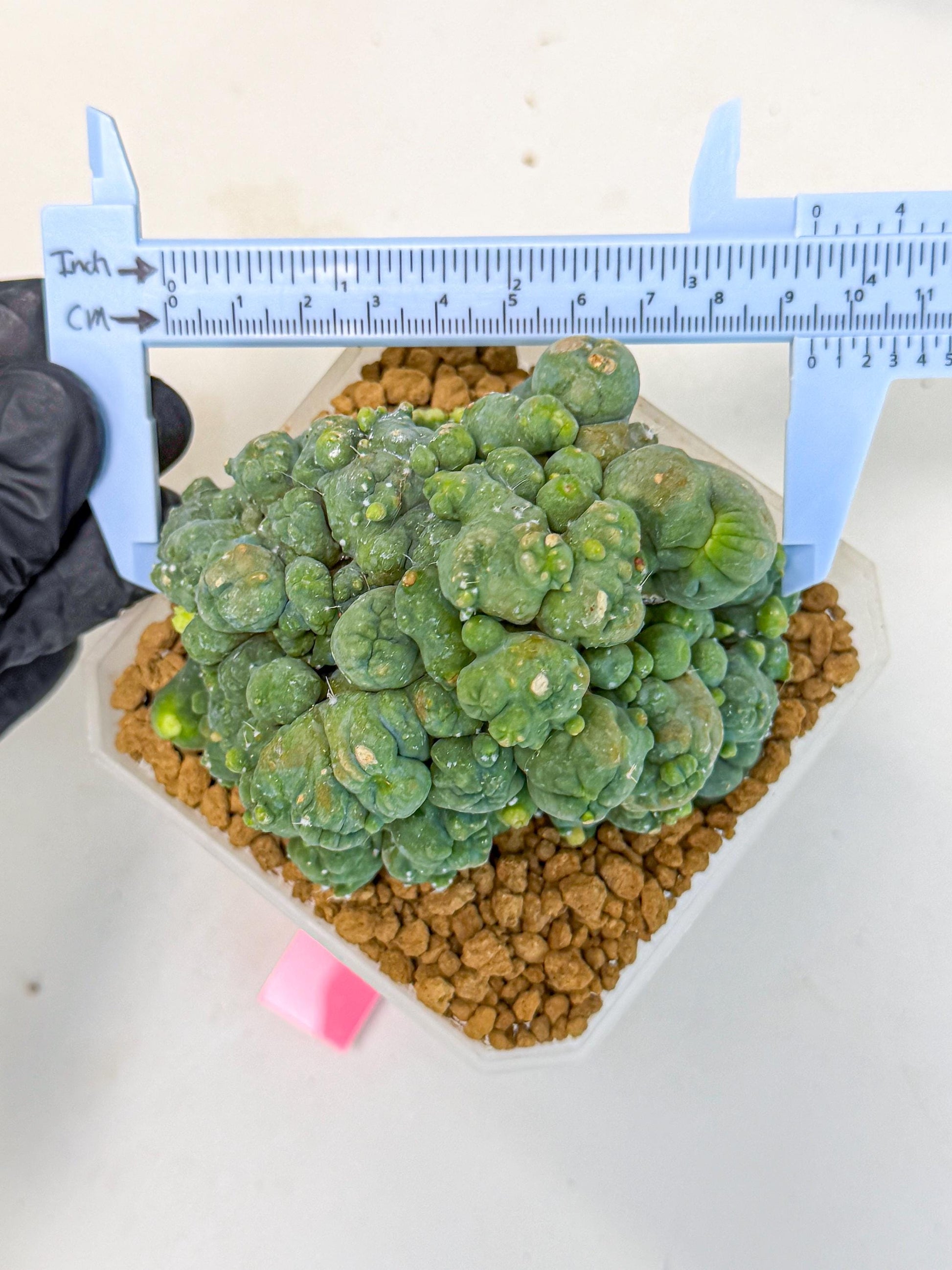 Mammillaria bocasana 'Fred' (pp) | Rare Plants
