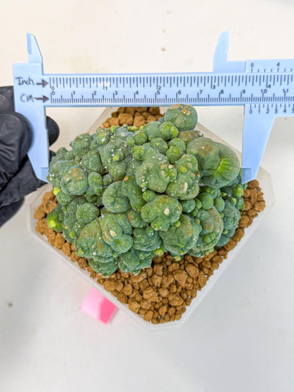 Mammillaria bocasana 'Fred' (pp) | Rare Plants