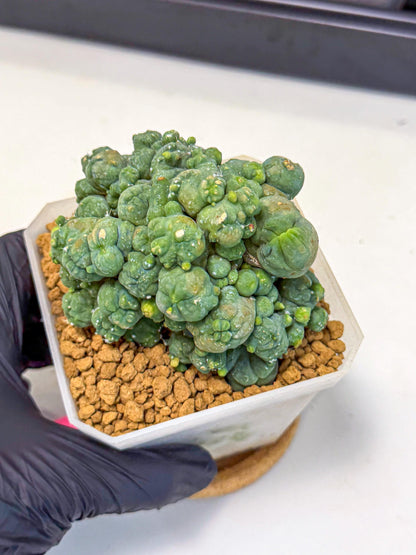 Mammillaria bocasana 'Fred' (pp) | Rare Plants