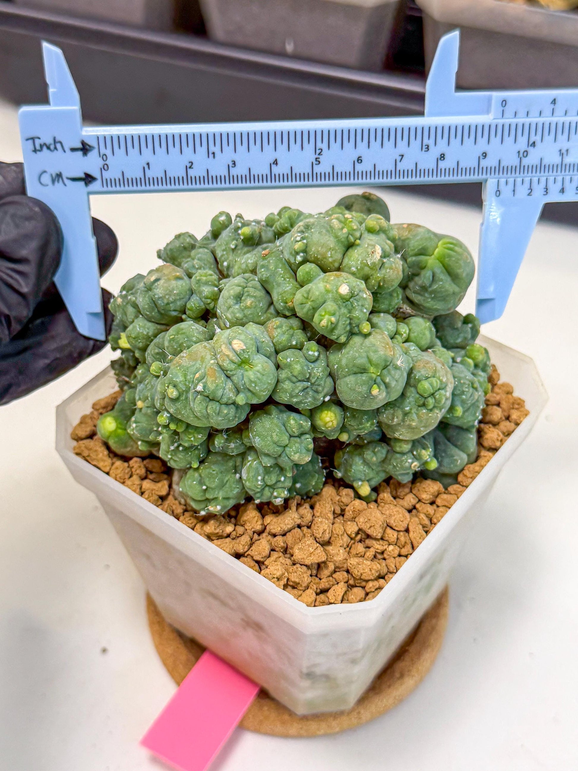 Mammillaria bocasana 'Fred' (pp) | Rare Plants