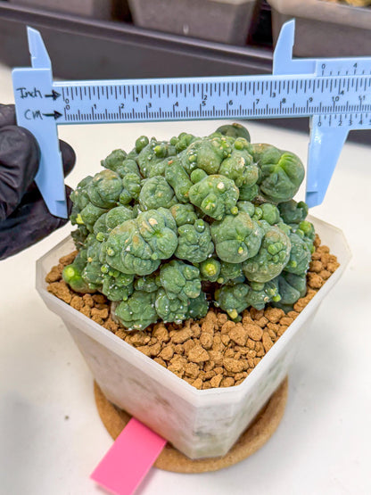 Mammillaria bocasana 'Fred' (pp) | Rare Plants