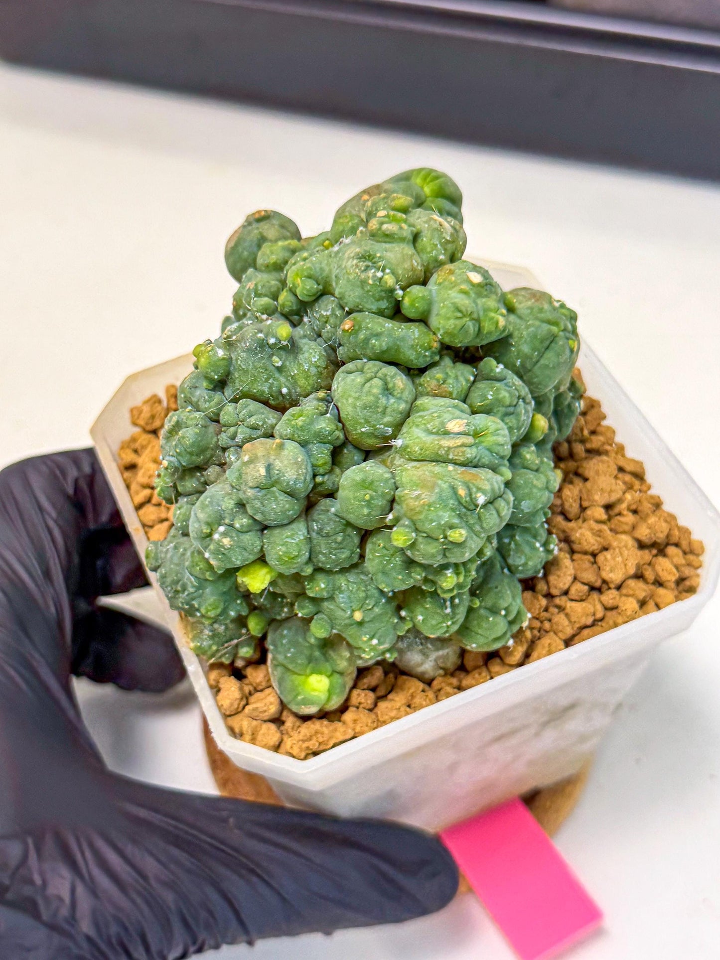 Mammillaria bocasana 'Fred' (pp) | Rare Plants