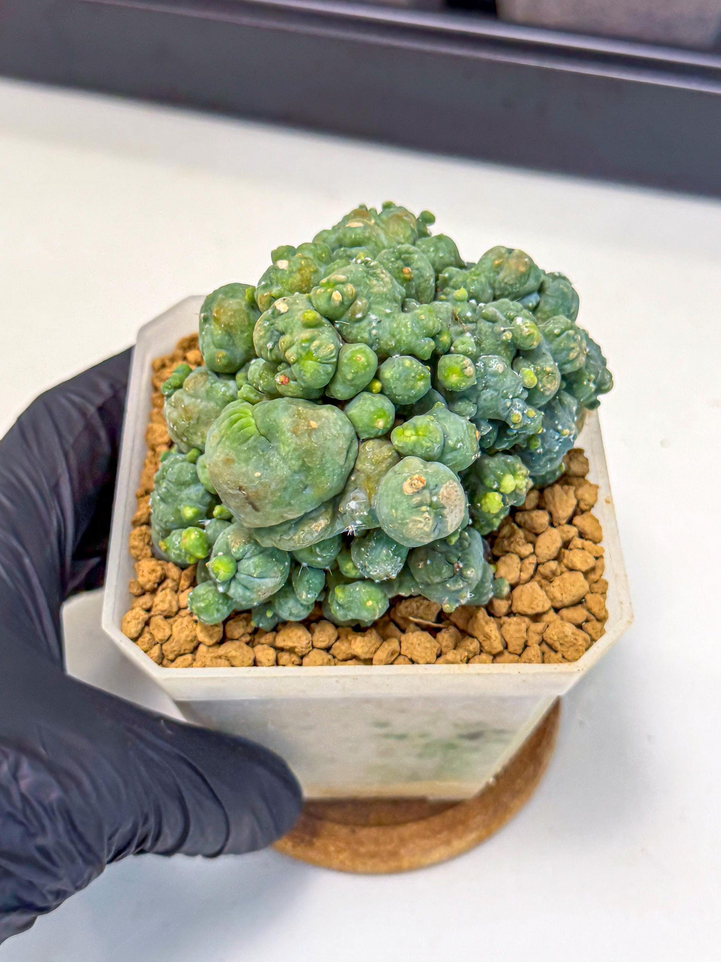 Mammillaria bocasana 'Fred' (pp) | Rare Plants