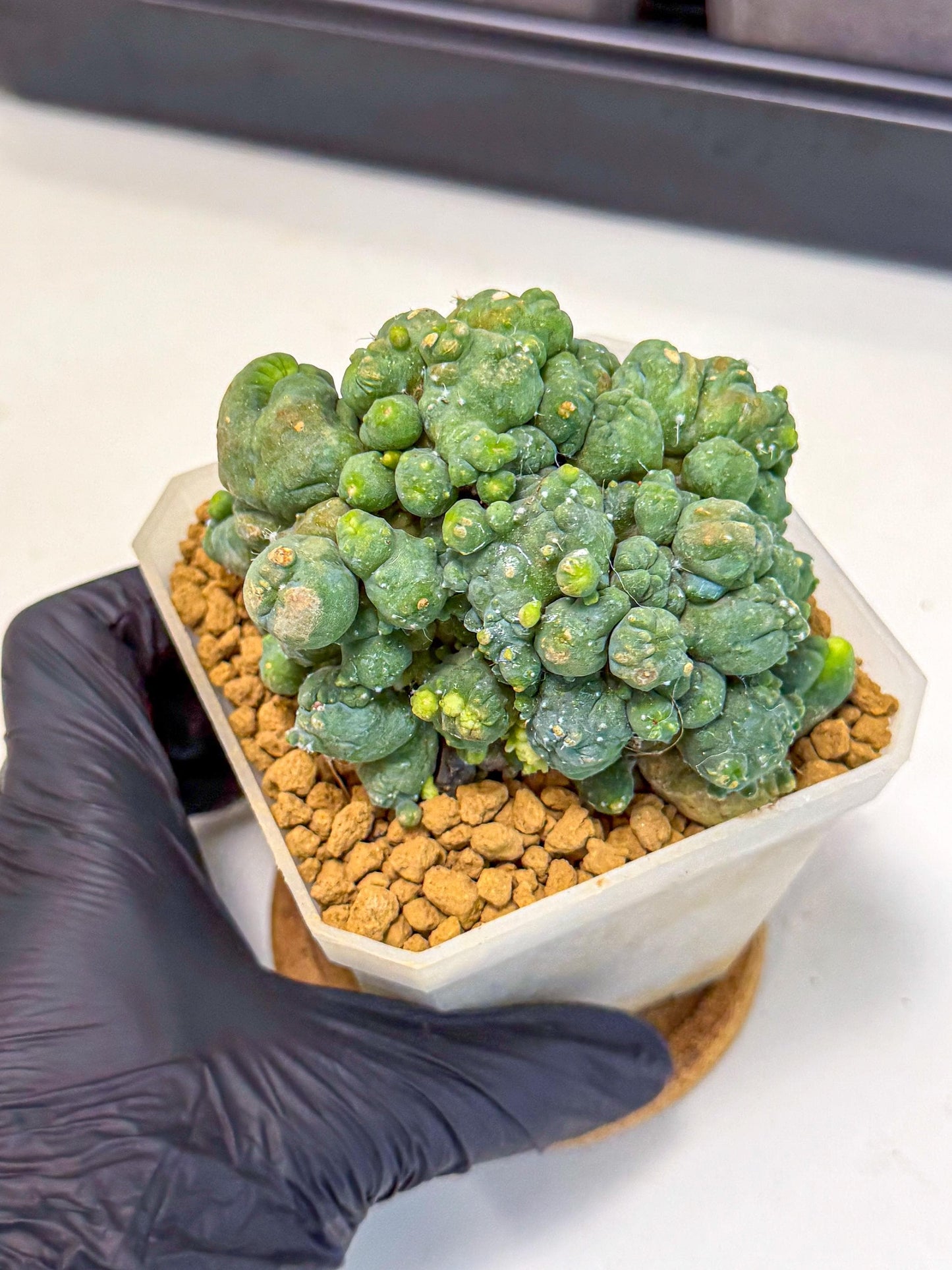 Mammillaria bocasana 'Fred' (pp) | Rare Plants