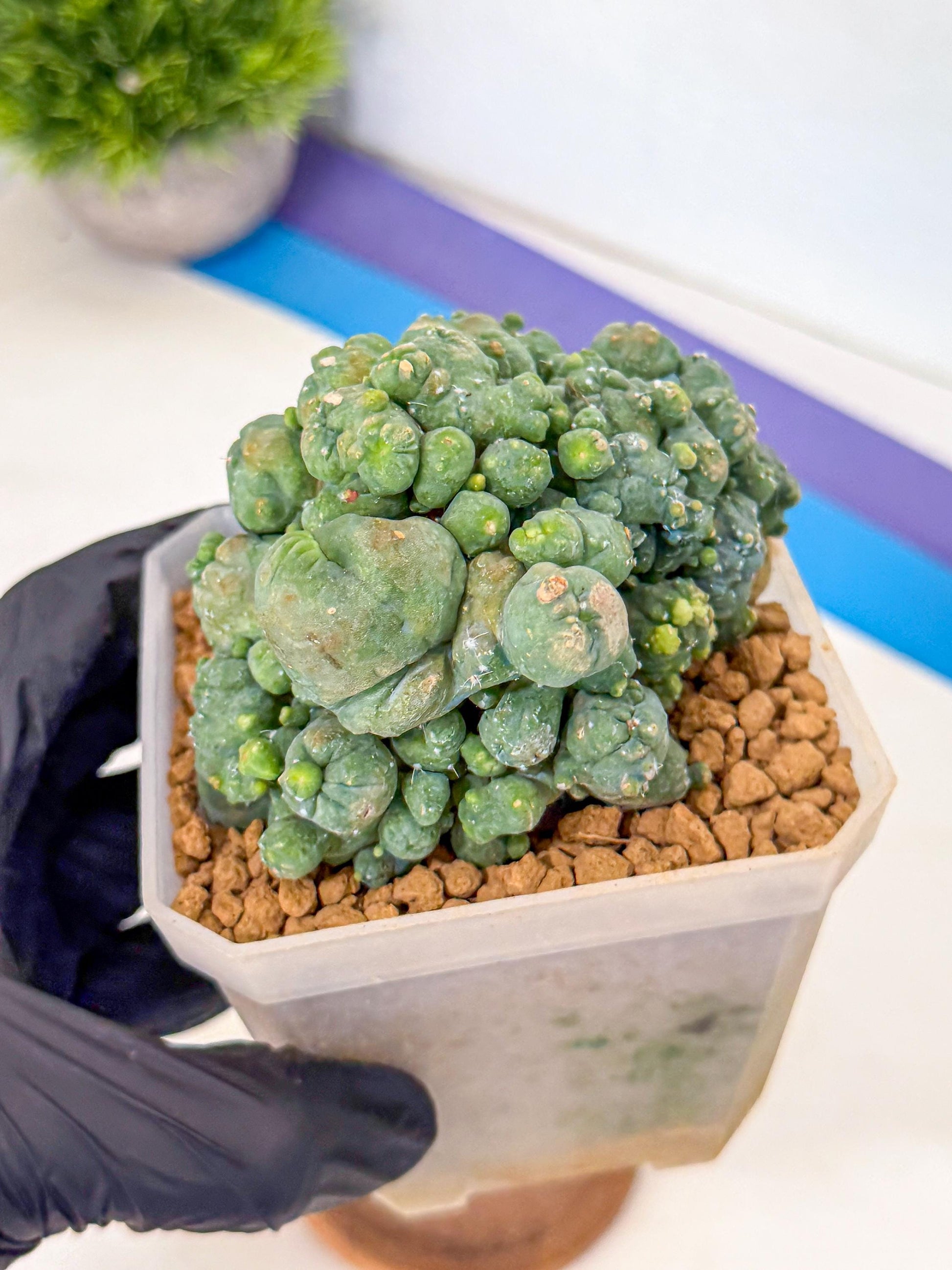 Mammillaria bocasana 'Fred' (pp) | Rare Plants