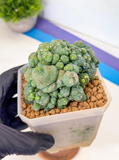 Mammillaria bocasana 'Fred' (pp) | Rare Plants
