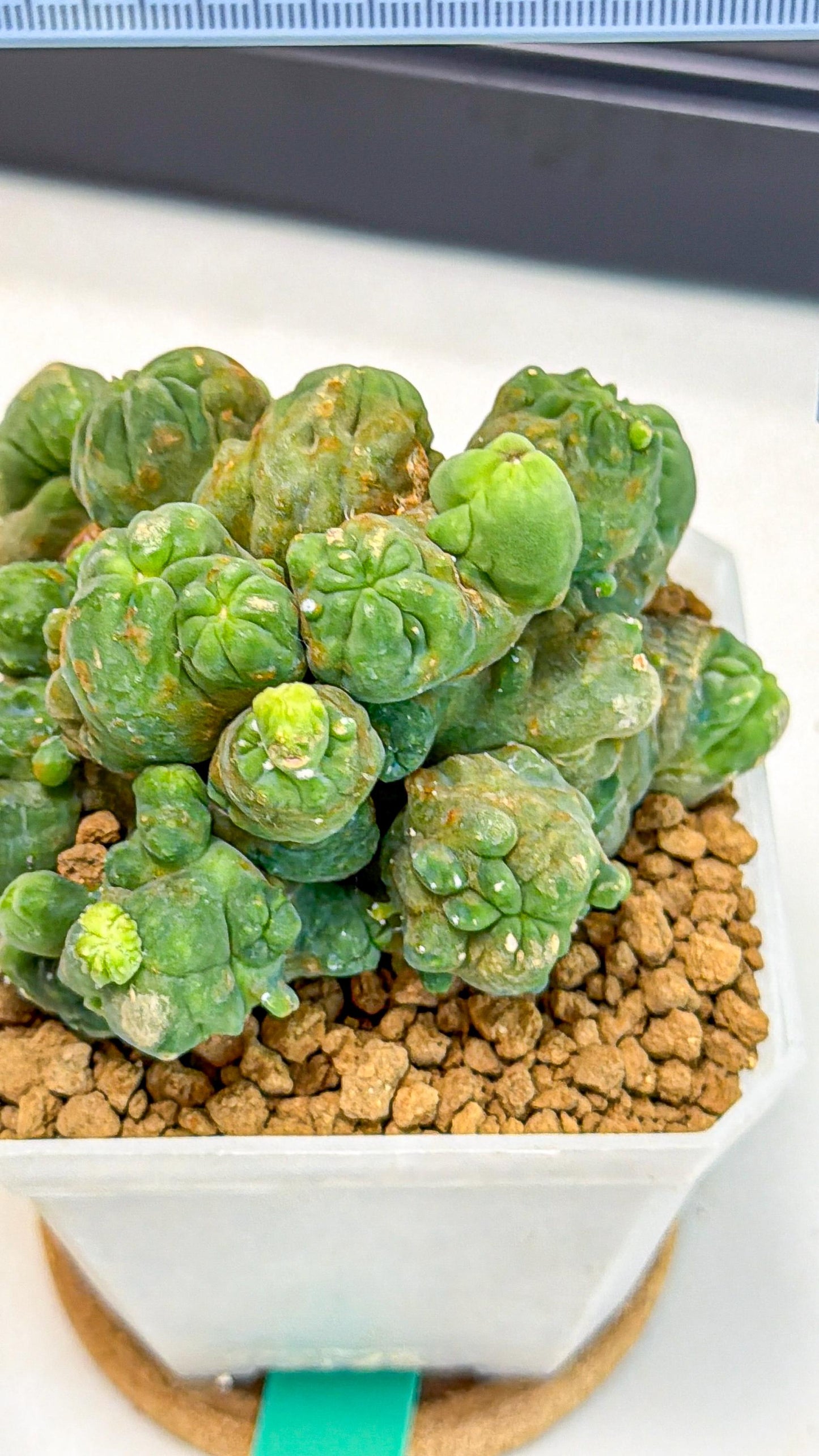 Mammillaria bocasana 'Fred' (gg) | Rare Plants