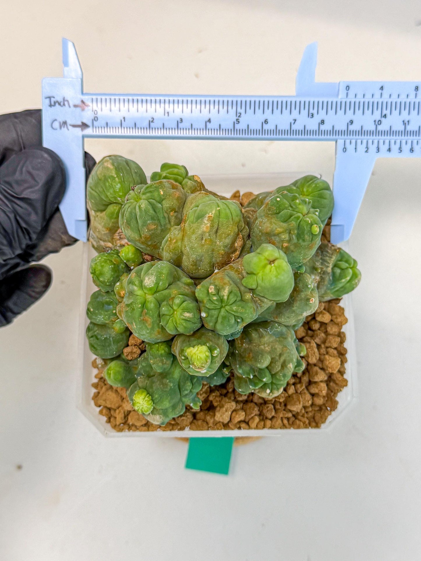 Mammillaria bocasana 'Fred' (gg) | Rare Plants