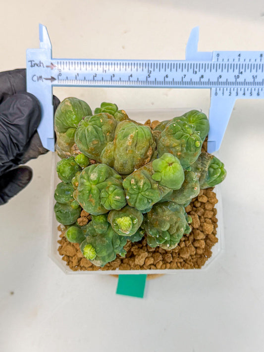 Mammillaria bocasana 'Fred' (gg) | Rare Plants
