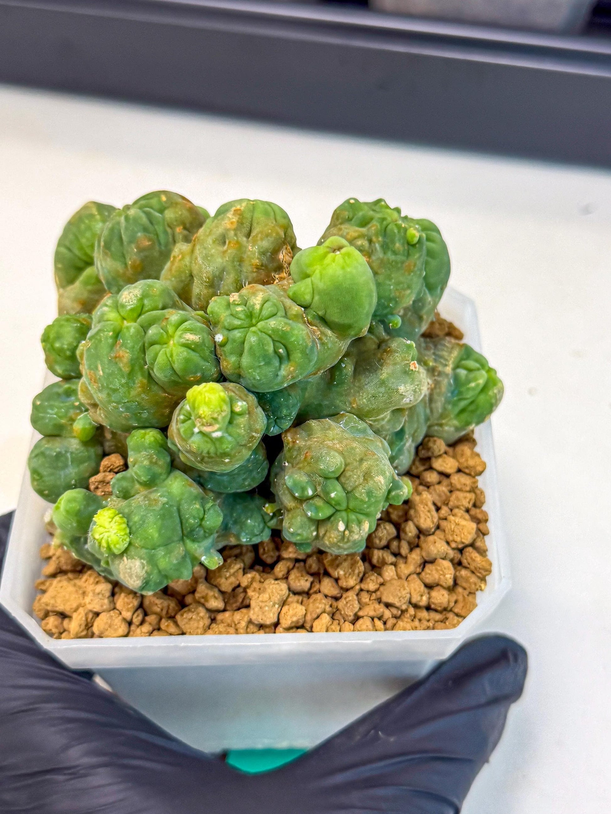 Mammillaria bocasana 'Fred' (gg) | Rare Plants