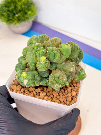 Mammillaria bocasana 'Fred' (gg) | Rare Plants