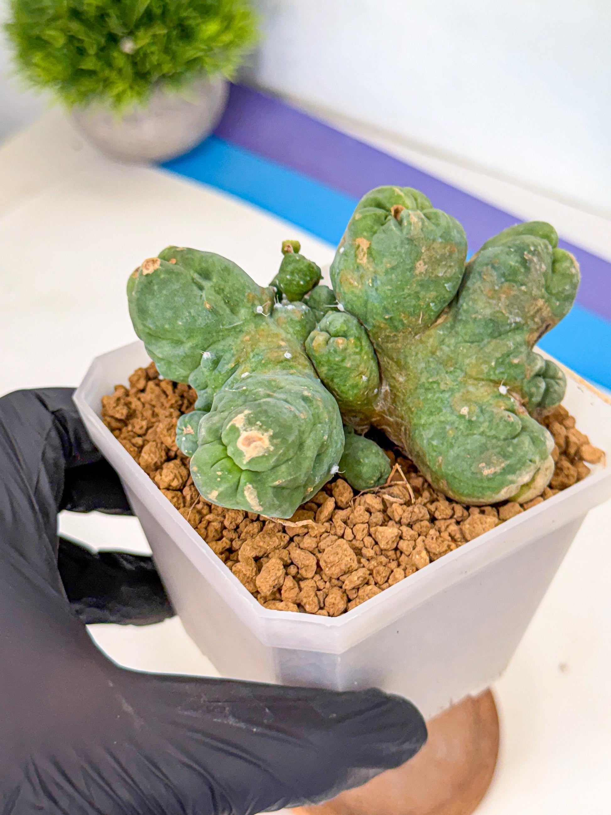 Mammillaria bocasana 'Fred' (bb) | Rare Plants