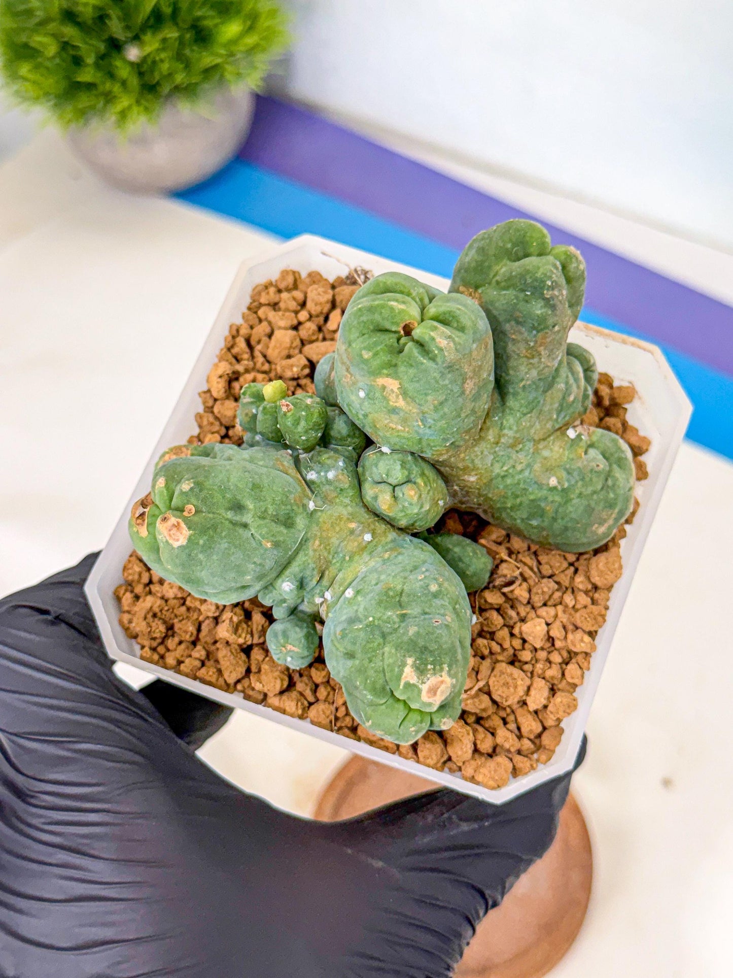 Mammillaria bocasana 'Fred' (bb) | Rare Plants