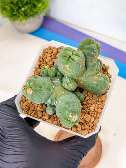 Mammillaria bocasana 'Fred' (bb) | Rare Plants
