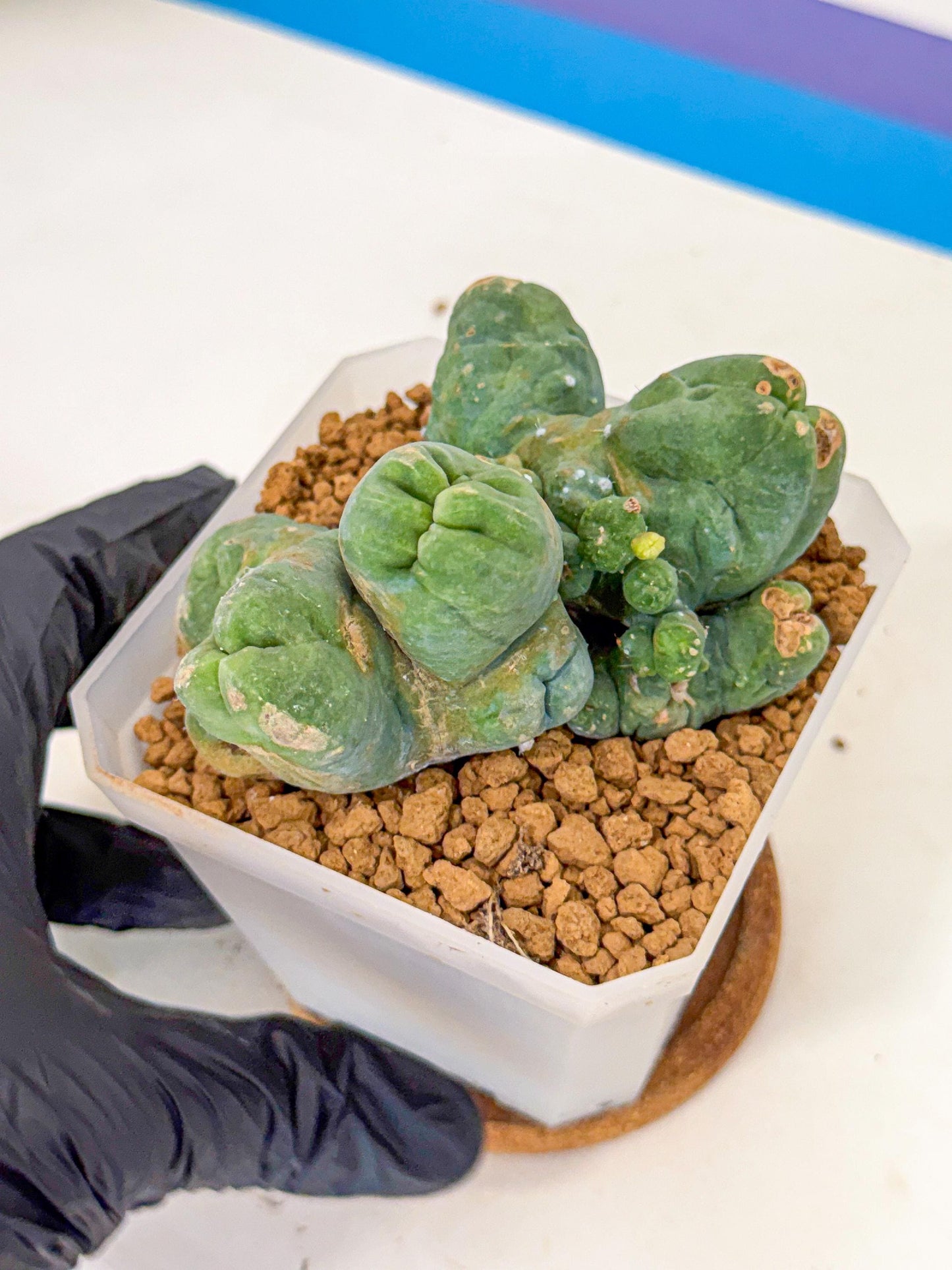 Mammillaria bocasana 'Fred' (bb) | Rare Plants