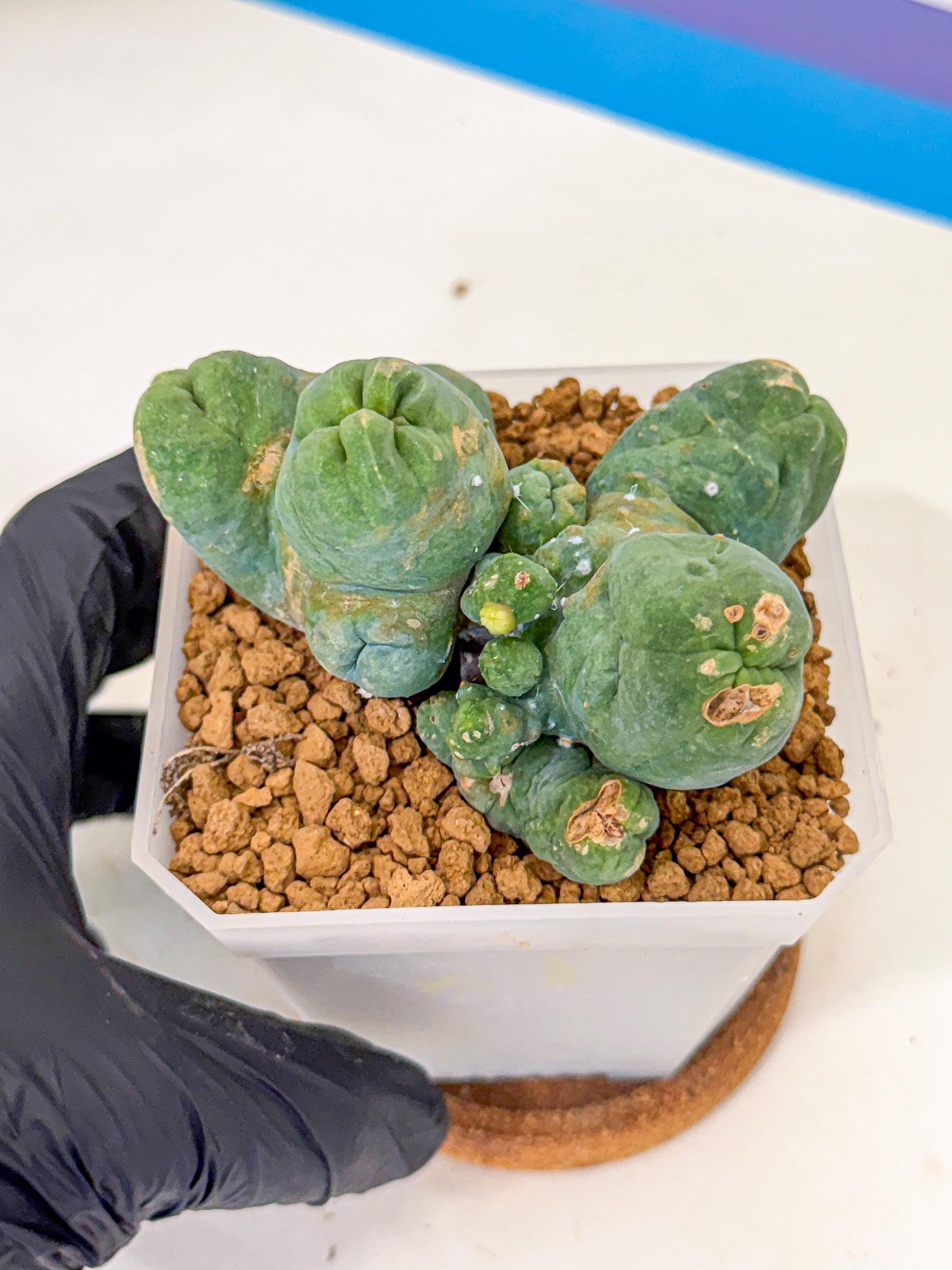 Mammillaria bocasana 'Fred' (bb) | Rare Plants