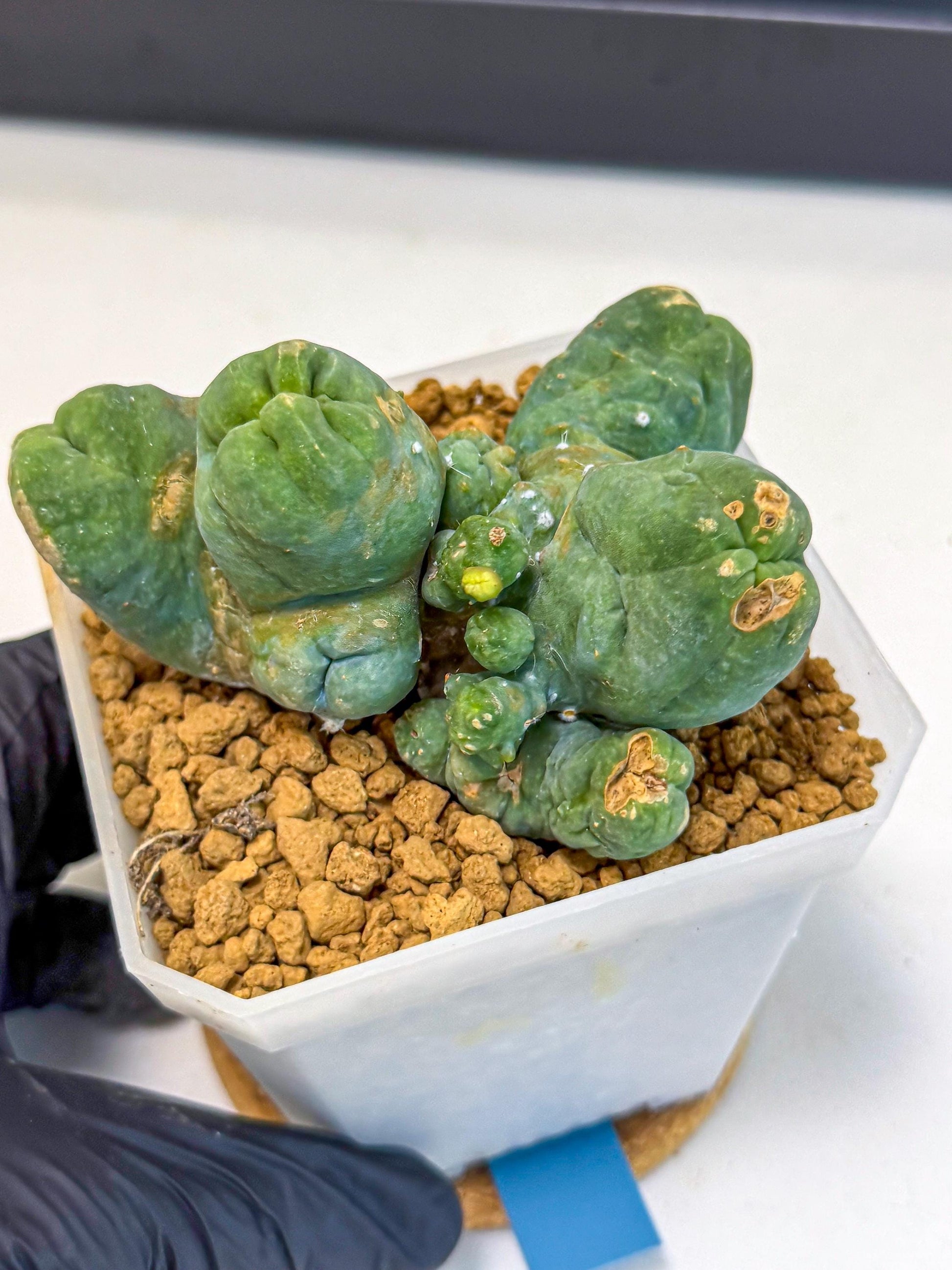 Mammillaria bocasana 'Fred' (bb) | Rare Plants