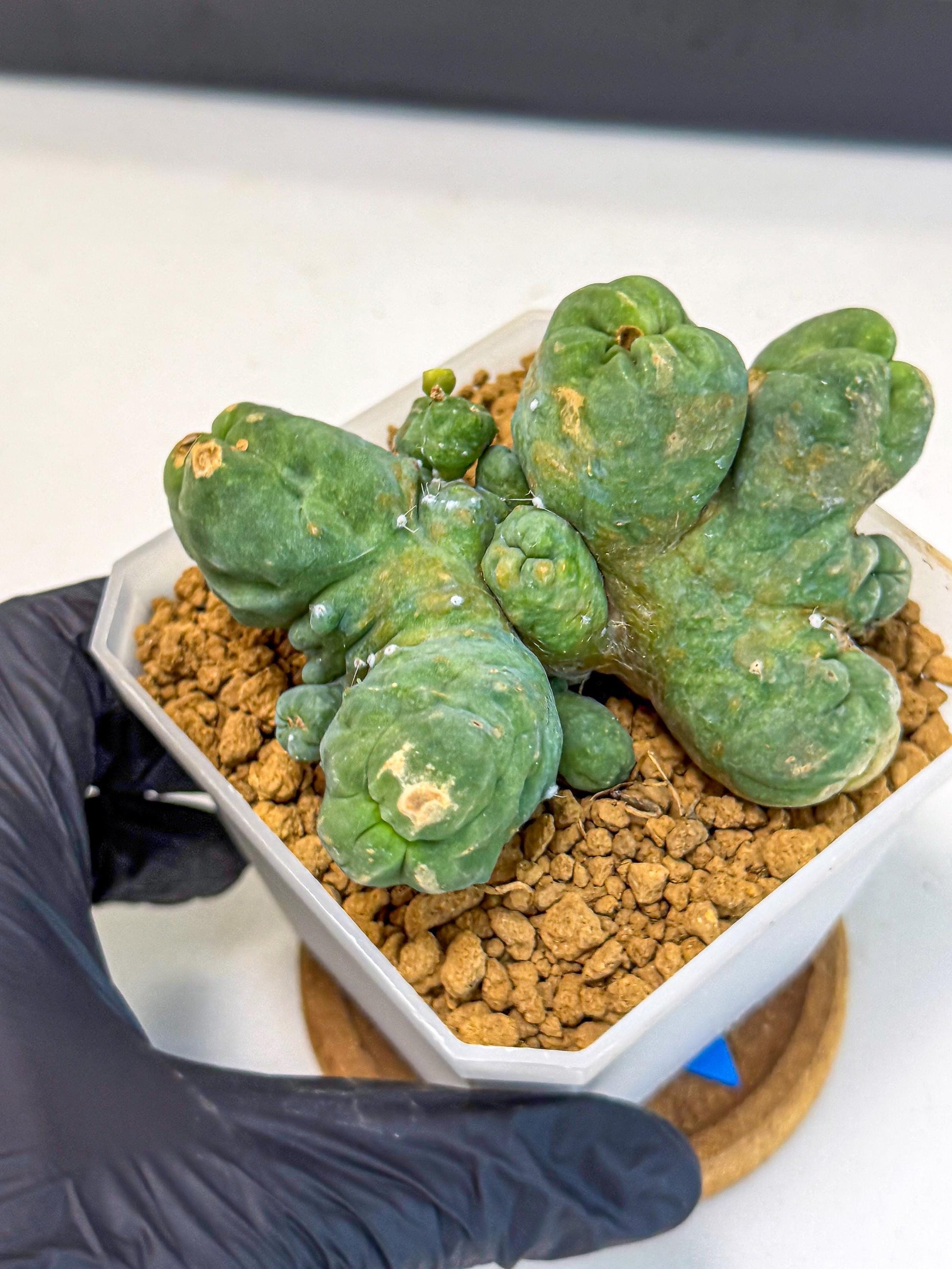Mammillaria bocasana 'Fred' (bb) | Rare Plants