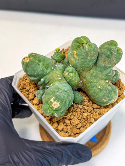 Mammillaria bocasana 'Fred' (bb) | Rare Plants