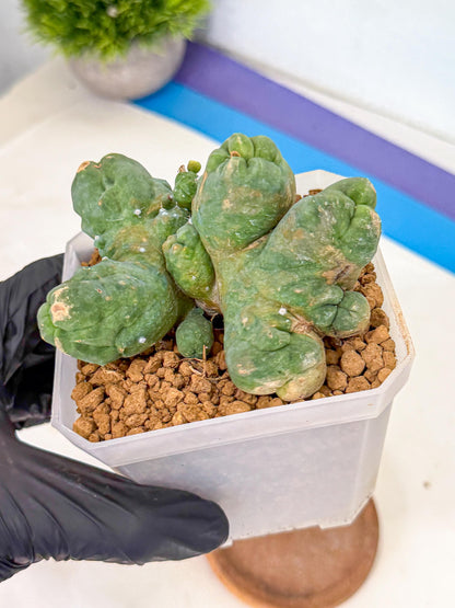 Mammillaria bocasana 'Fred' (bb) | Rare Plants