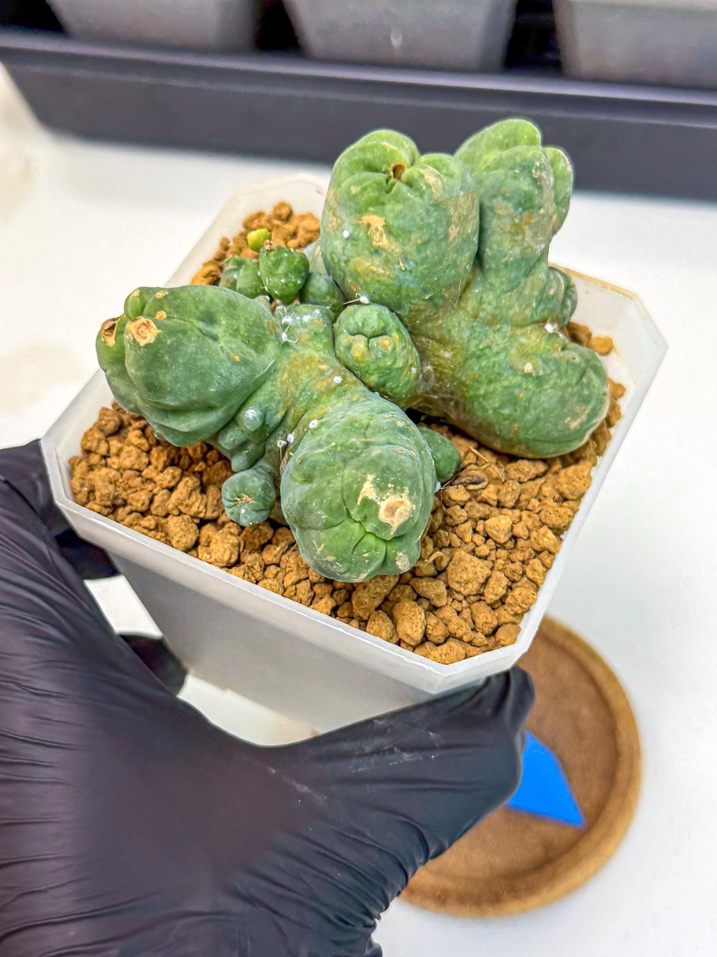 Mammillaria bocasana 'Fred' (bb) | Rare Plants