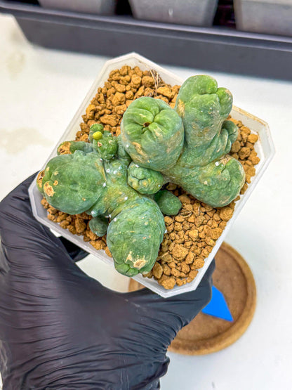Mammillaria bocasana 'Fred' (bb) | Rare Plants