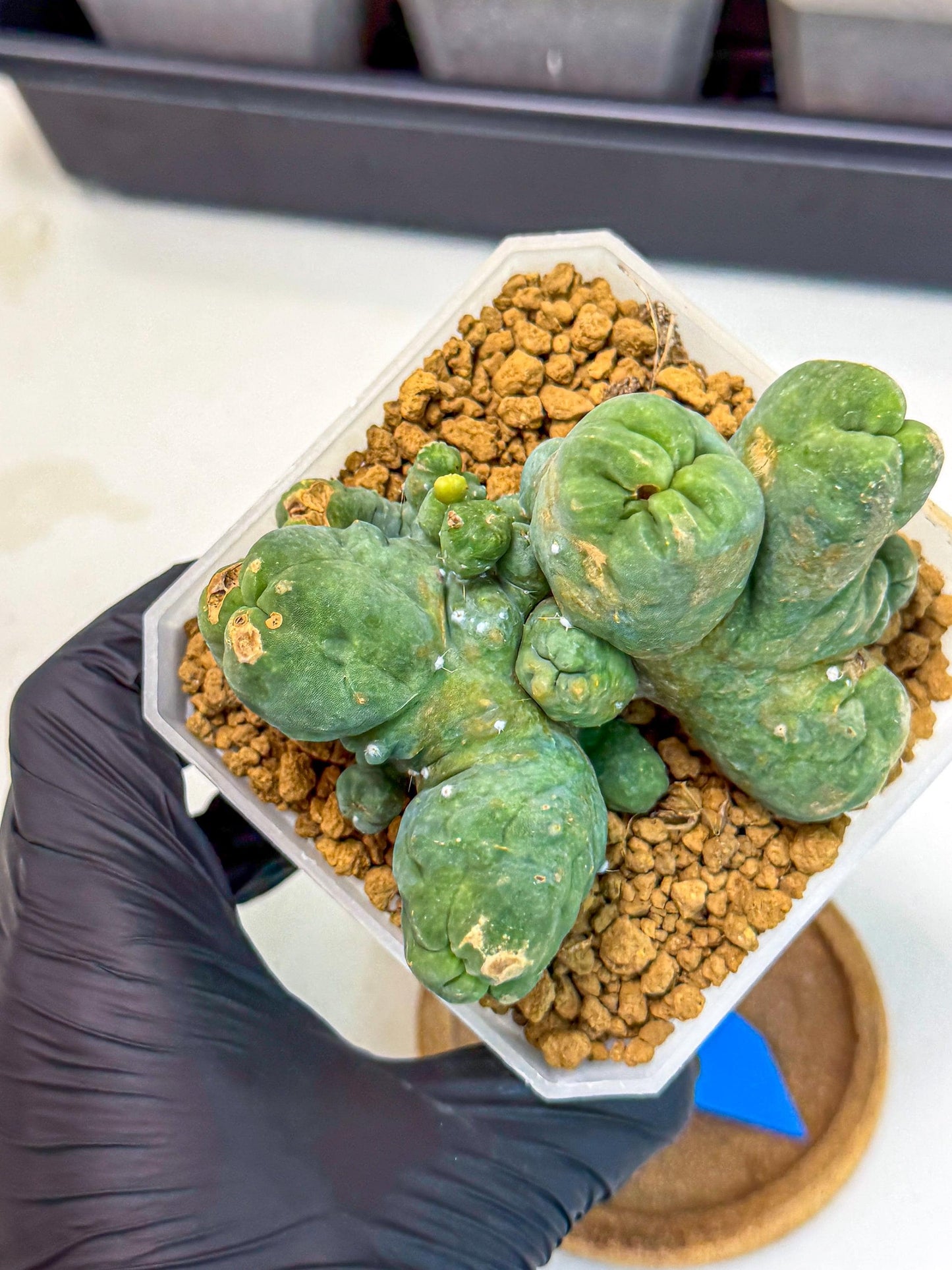 Mammillaria bocasana 'Fred' (bb) | Rare Plants