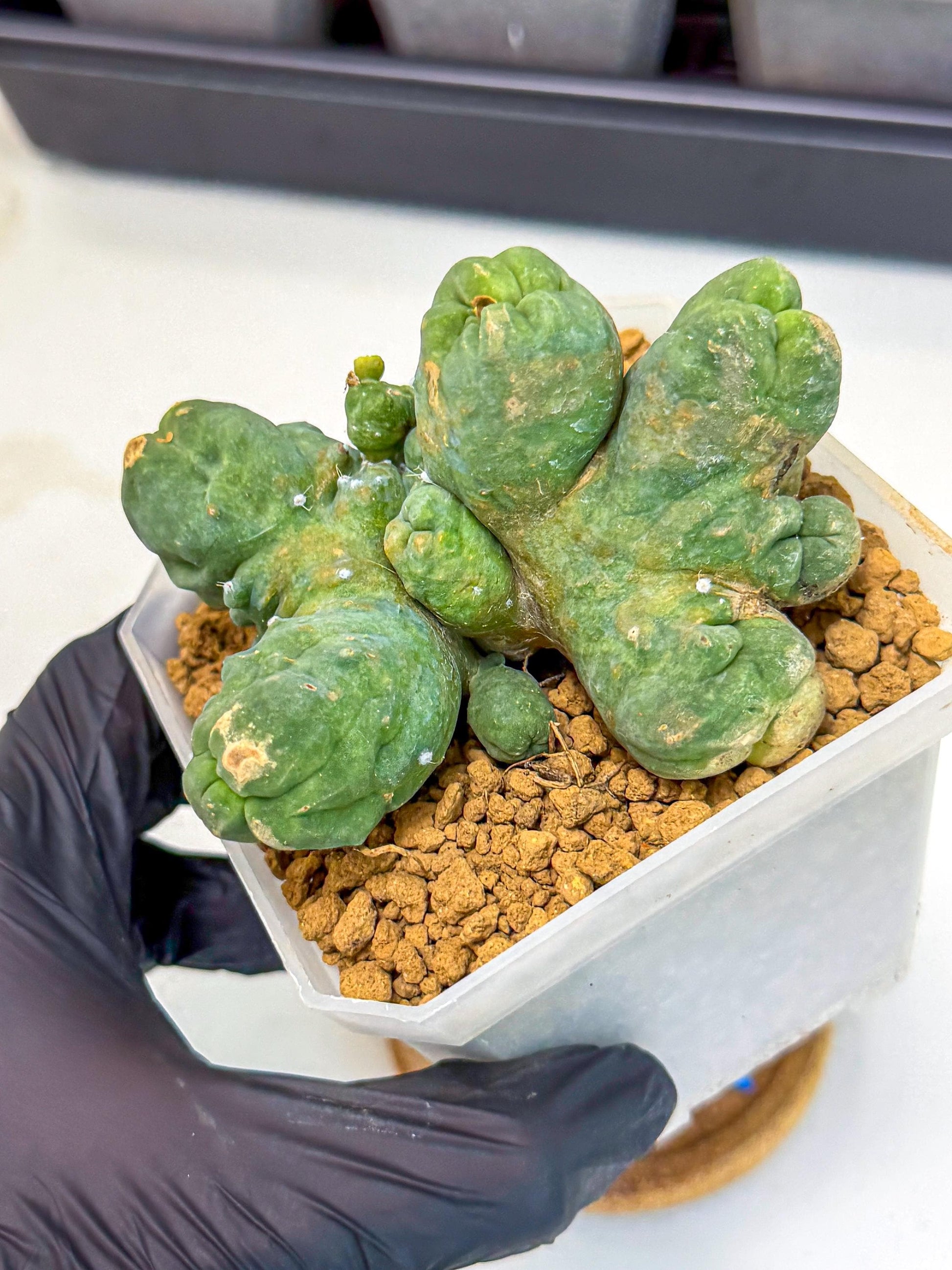 Mammillaria bocasana 'Fred' (bb) | Rare Plants