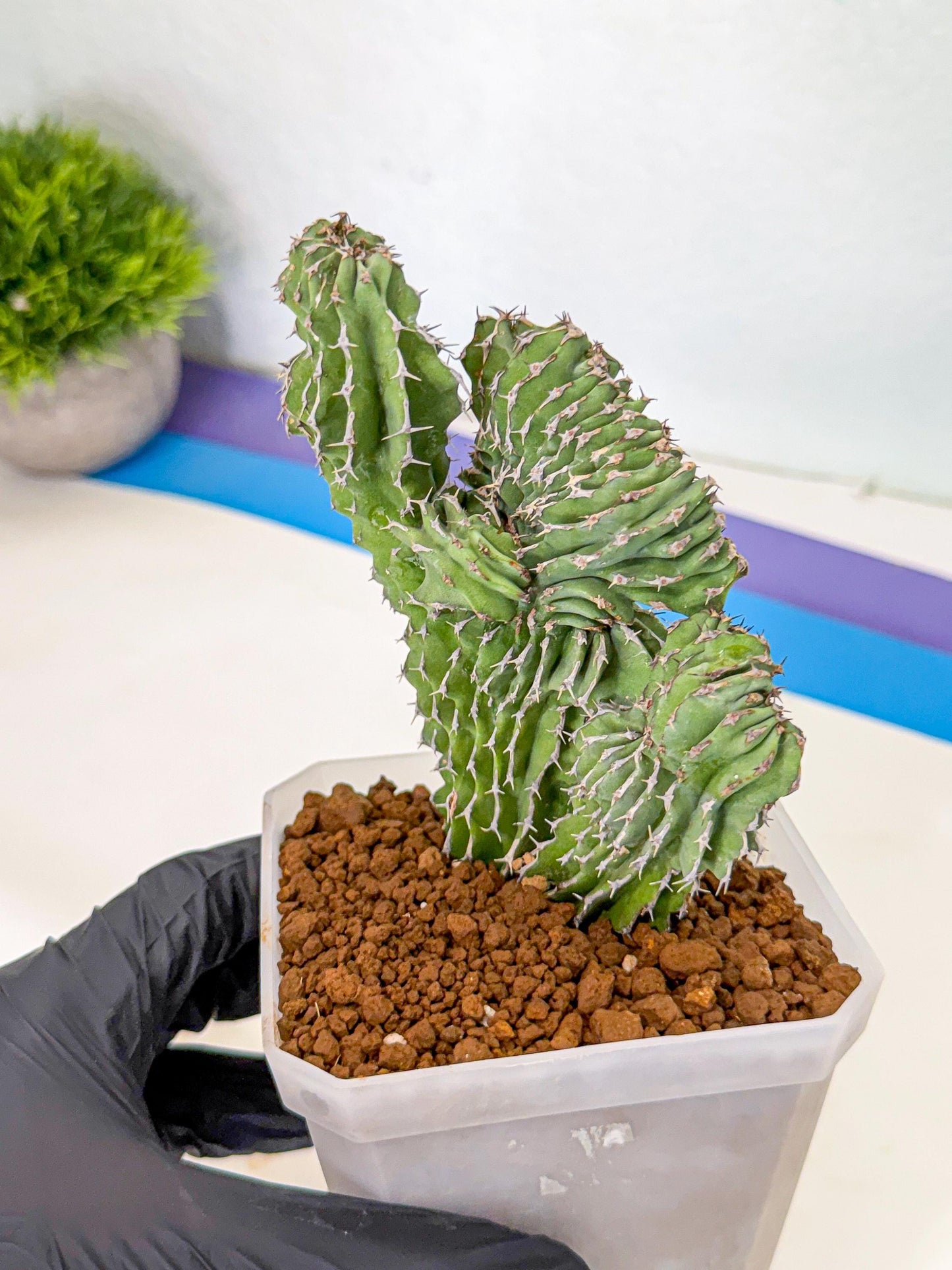 Euphorb Kibwezensis Crested (r) | Rare Plant