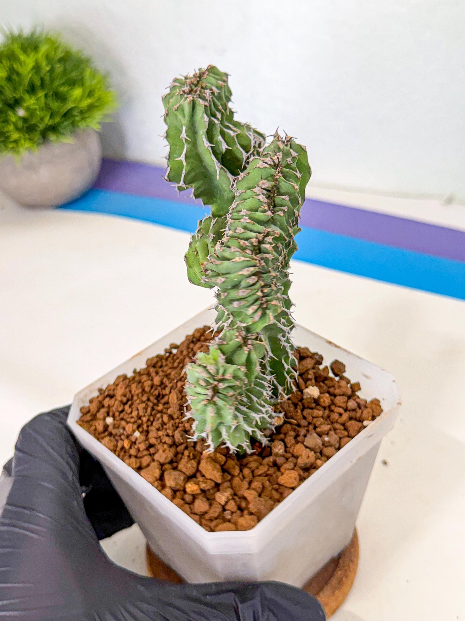 Euphorb Kibwezensis Crested (r) | Rare Plant