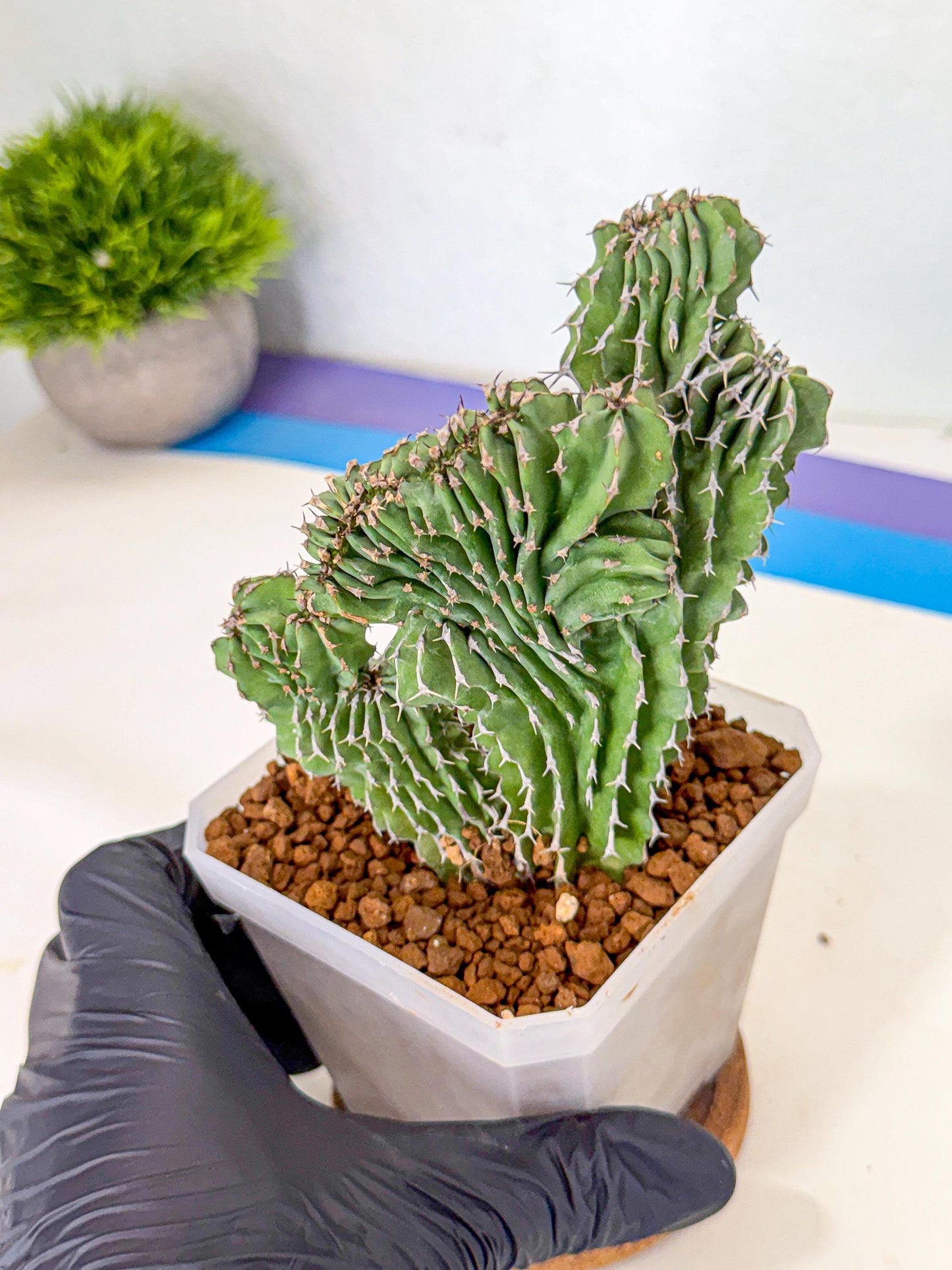Euphorb Kibwezensis Crested (r) | Rare Plant