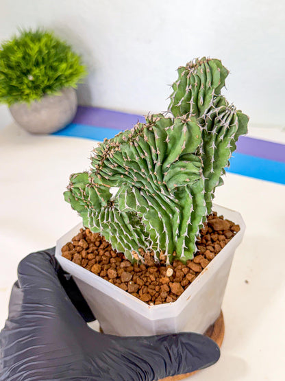 Euphorb Kibwezensis Crested (r) | Rare Plant