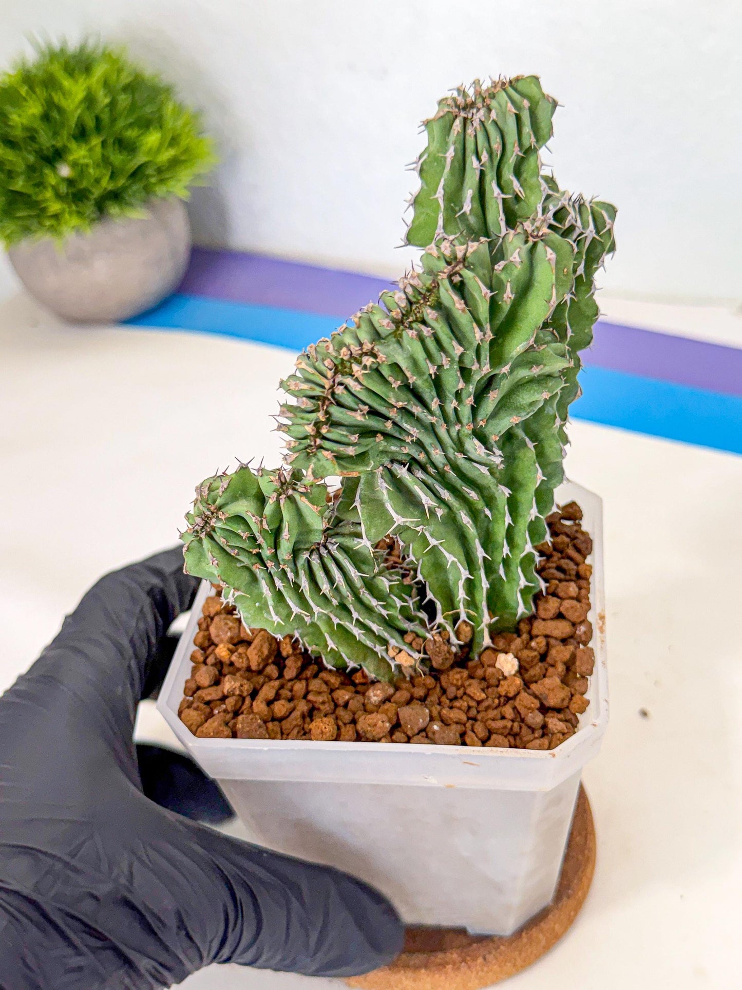 Euphorb Kibwezensis Crested (r) | Rare Plant