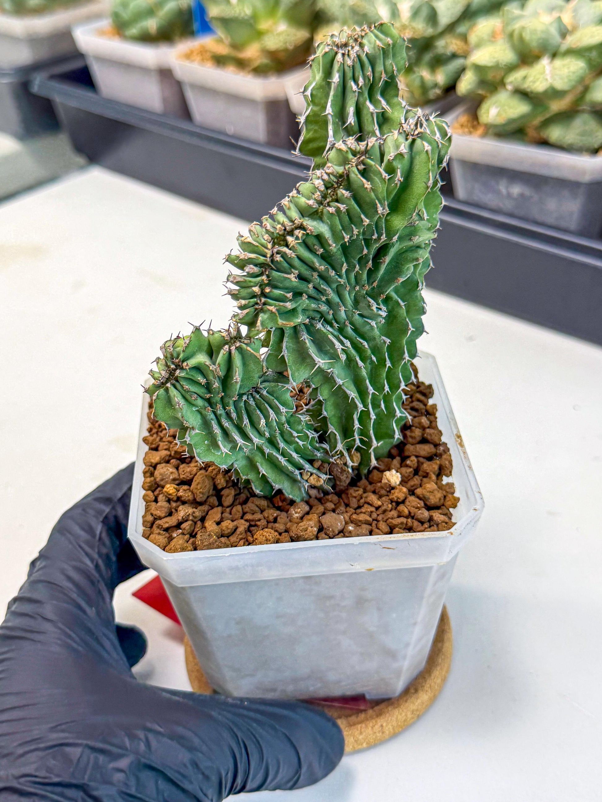 Euphorb Kibwezensis Crested (r) | Rare Plant