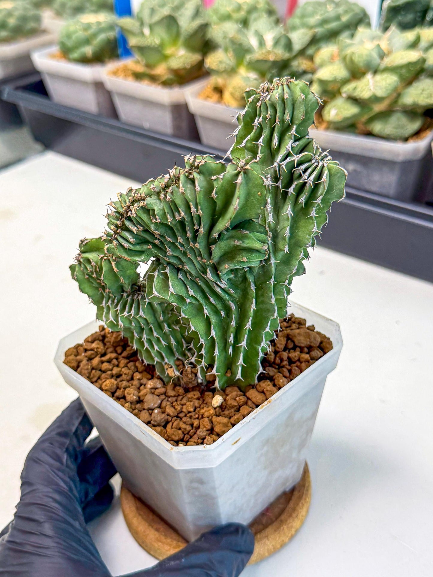 Euphorb Kibwezensis Crested (r) | Rare Plant