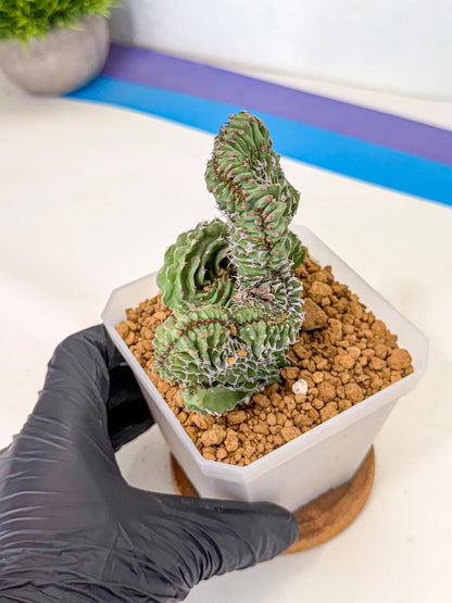 Euphorb Kibwezensis Crested (b) | Rare Plant