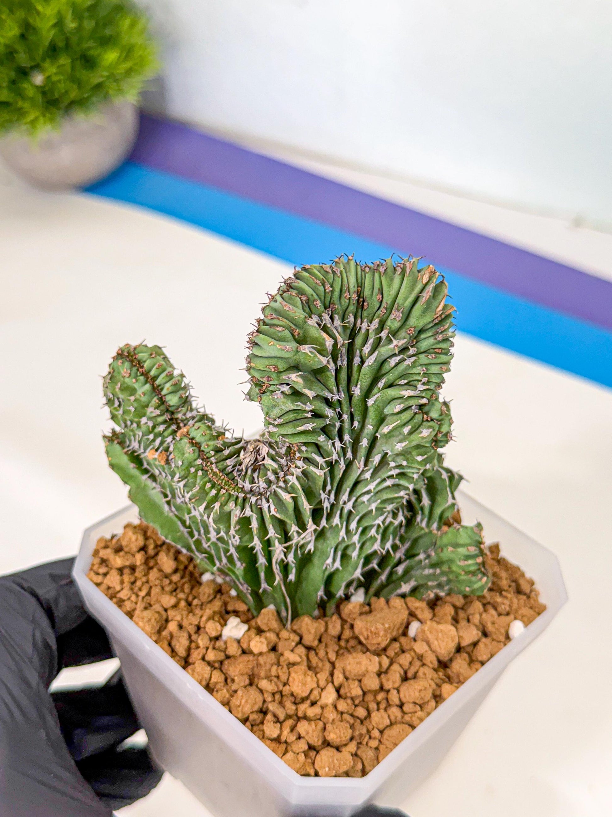 Euphorb Kibwezensis Crested (b) | Rare Plant