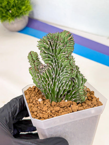 Euphorb Kibwezensis Crested (b) | Rare Plant