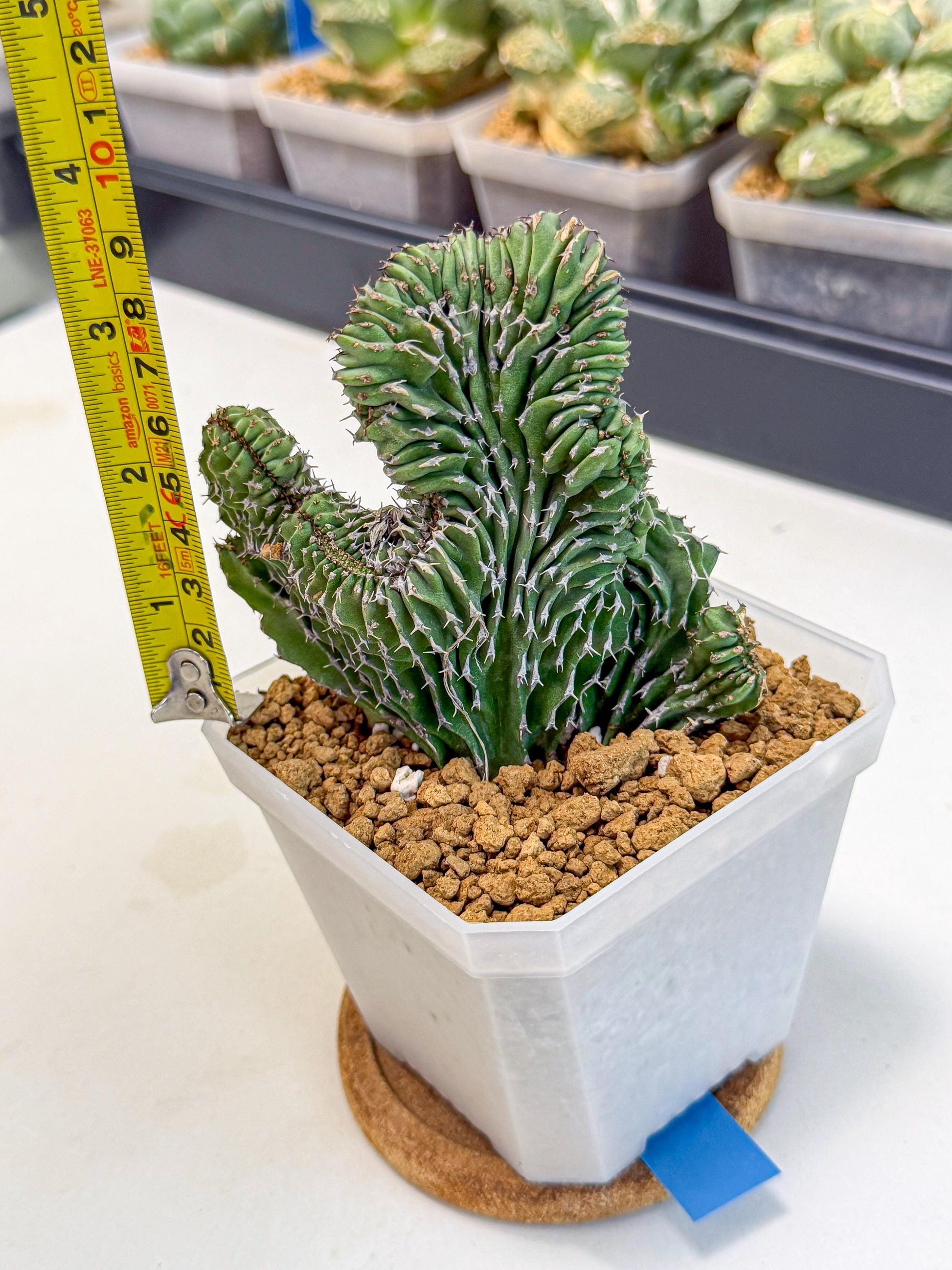 Euphorb Kibwezensis Crested (b) | Rare Plant