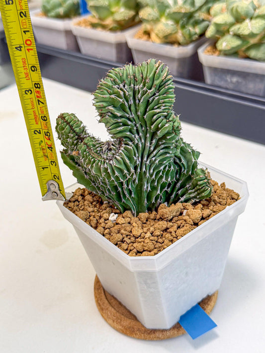 Euphorb Kibwezensis Crested (b) | Rare Plant