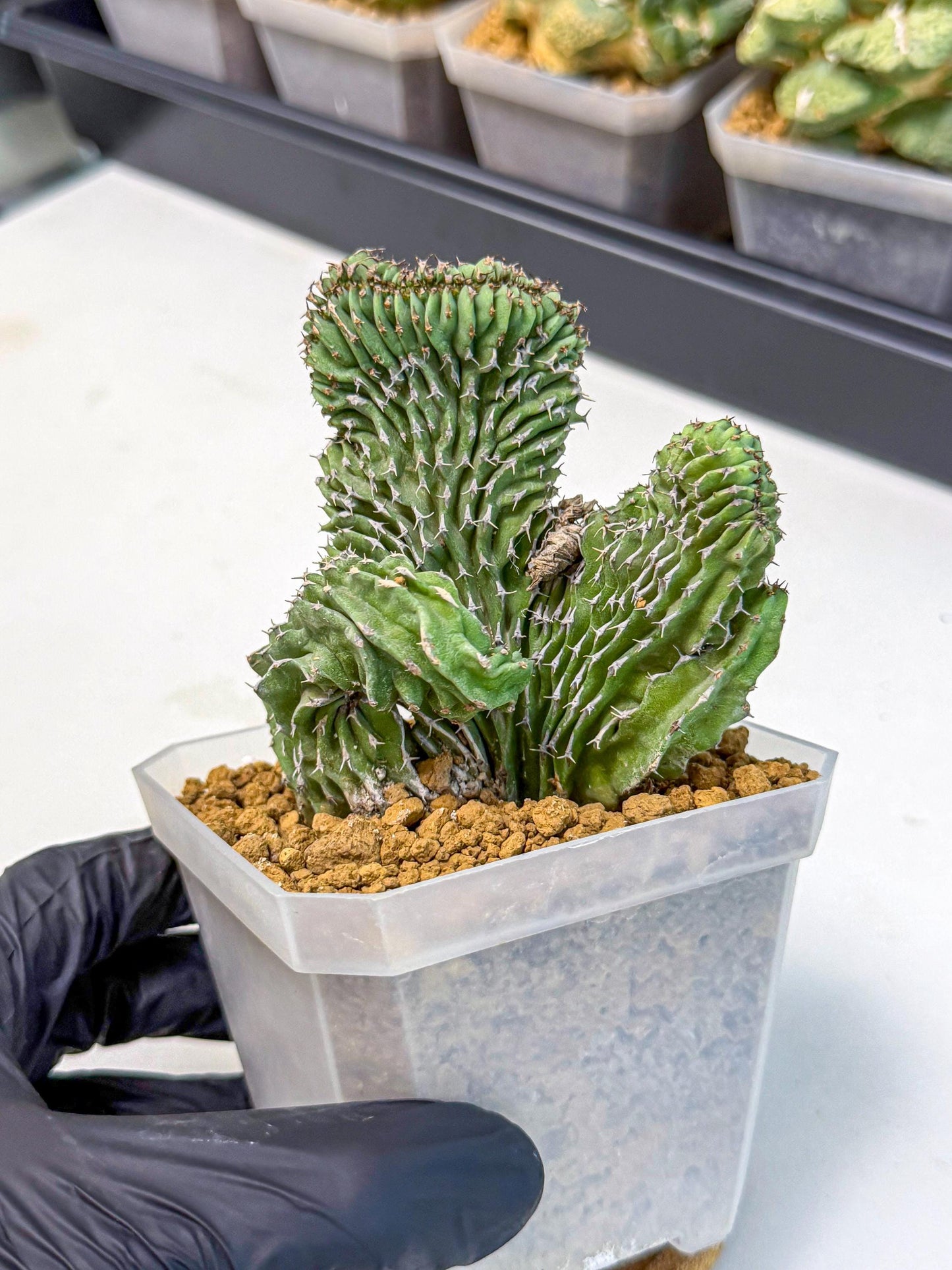 Euphorb Kibwezensis Crested (b) | Rare Plant