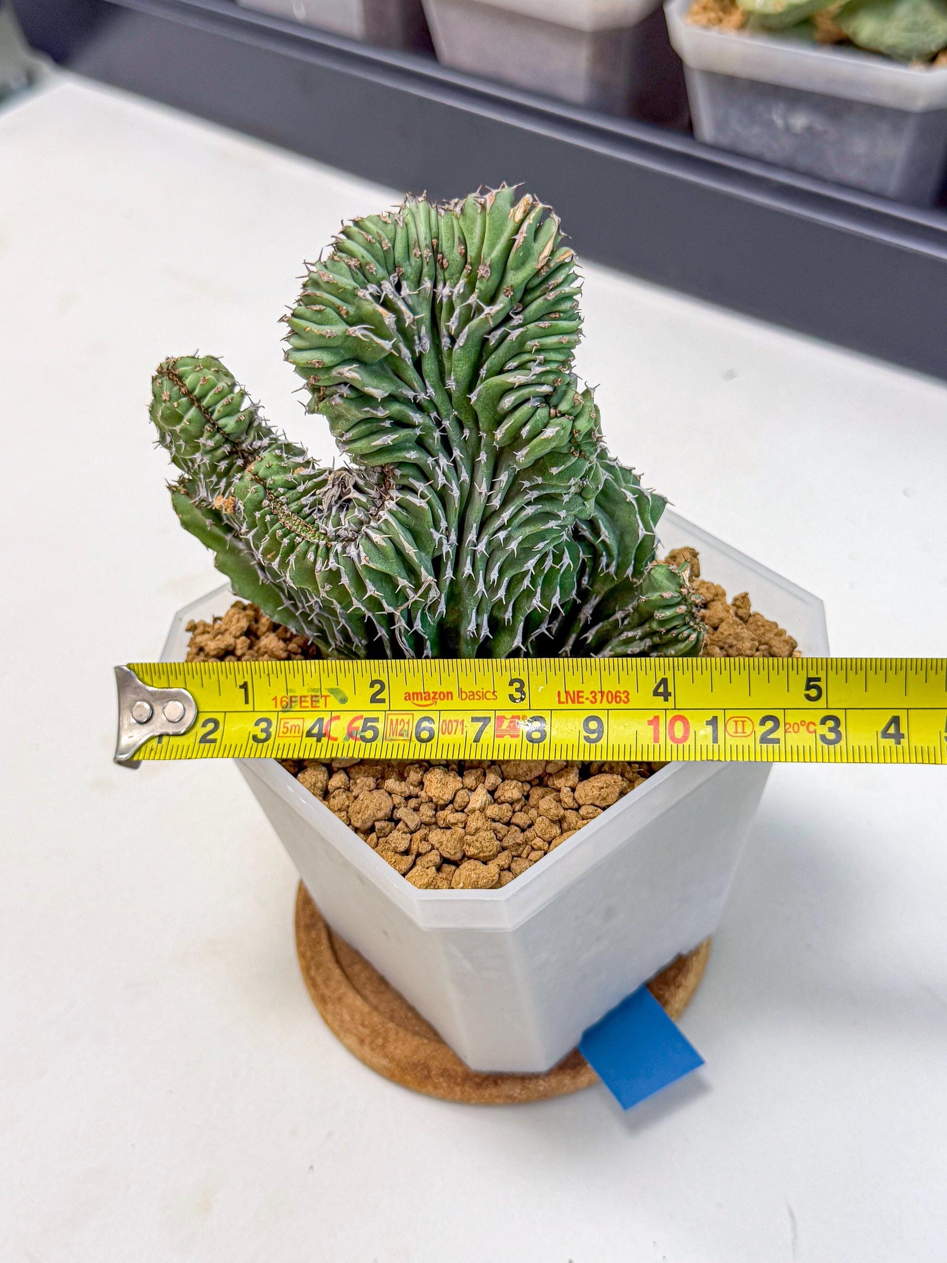 Euphorb Kibwezensis Crested (b) | Rare Plant