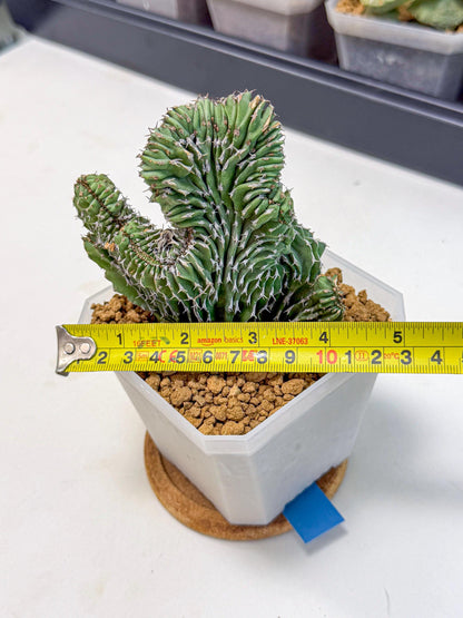 Euphorb Kibwezensis Crested (b) | Rare Plant